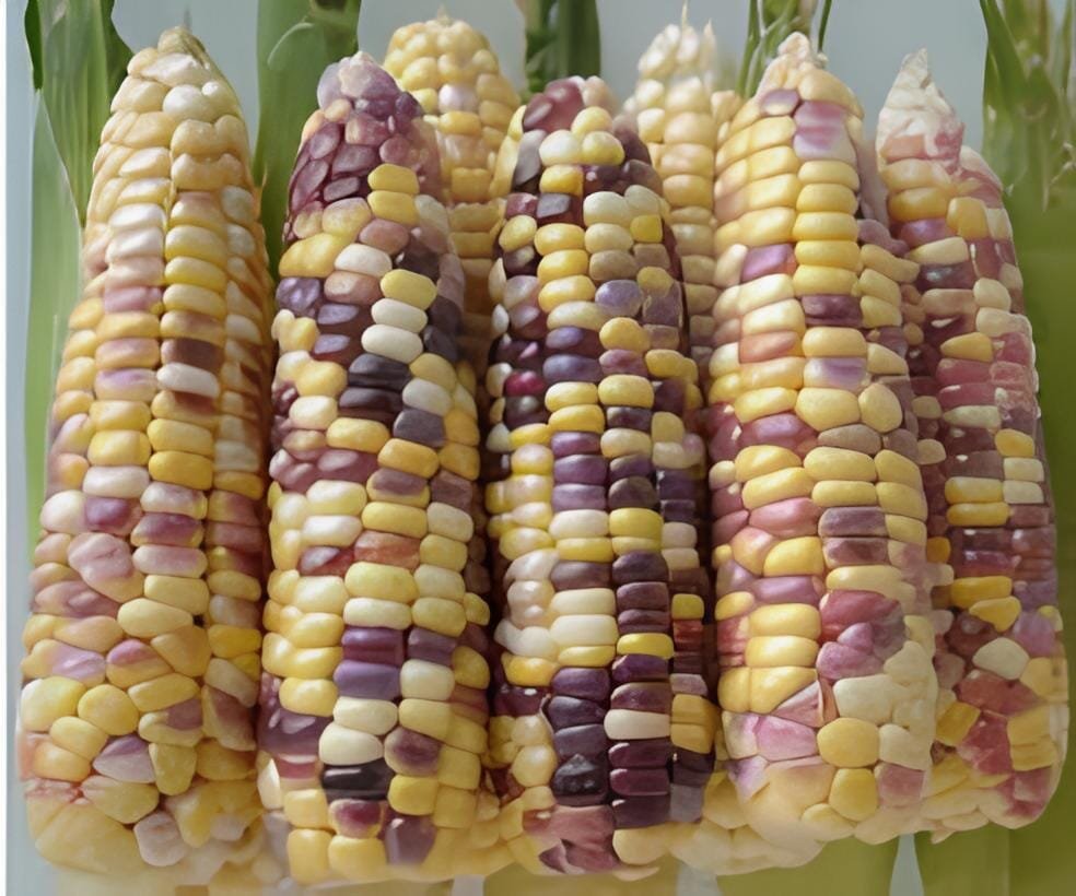 400 Seeds Corn Colorful Sweet Glutinous Corn
