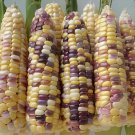 400 Seeds Corn Colorful Sweet Glutinous Corn