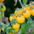 400 Seeds Tomato Yellow Skin Red Top Middle-sized Fruit