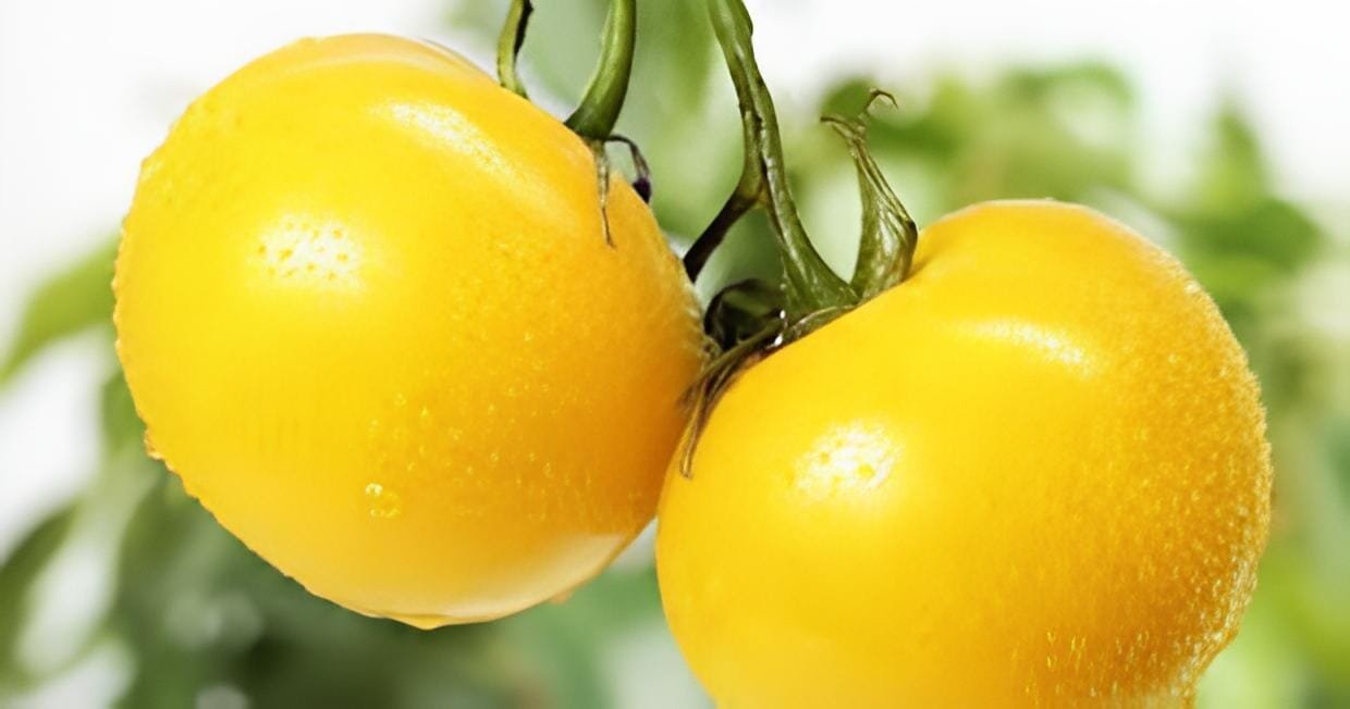 600 Seeds Tomato Yellow 'Golden Peach' Sweet Fruit