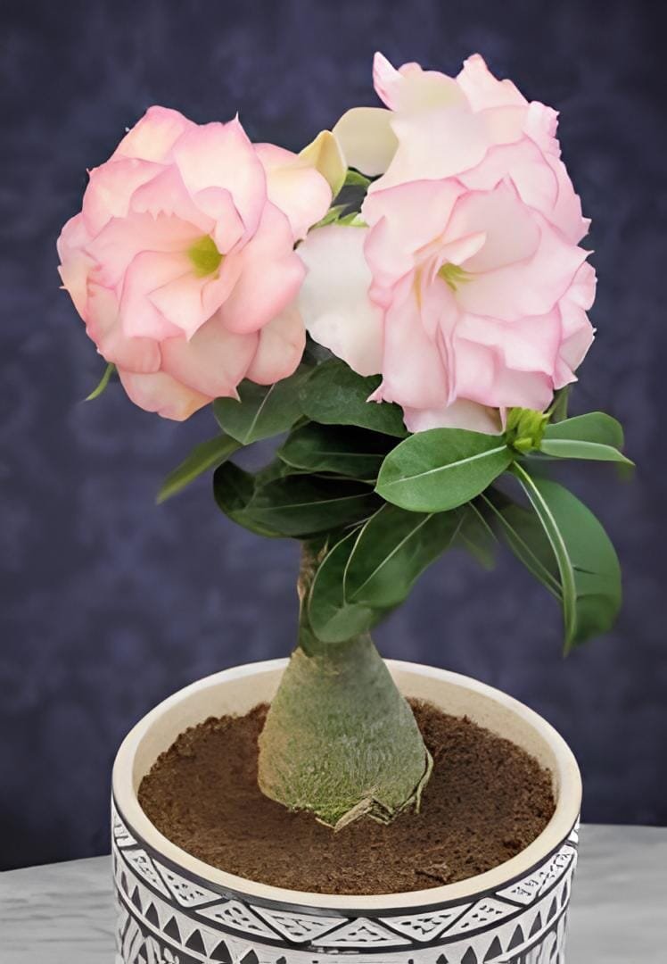 4 Seeds Adenium Whitish Light Water Pink Petals Flower