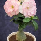 4 Seeds Adenium Whitish Light Water Pink Petals Flower