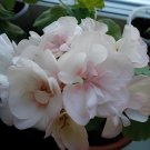 20 Seeds Geranium Bonsai Purely White to Light Pink Single Petals