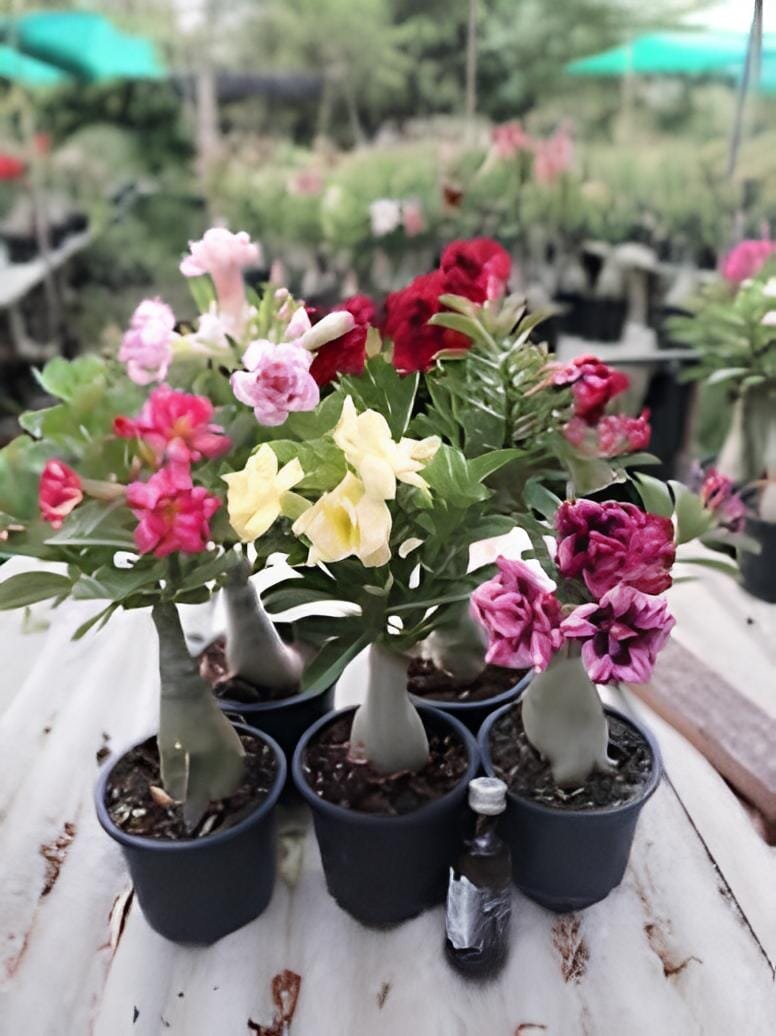 60 Seeds Adenium Plant