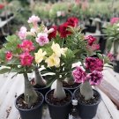 60 Seeds Adenium Plant