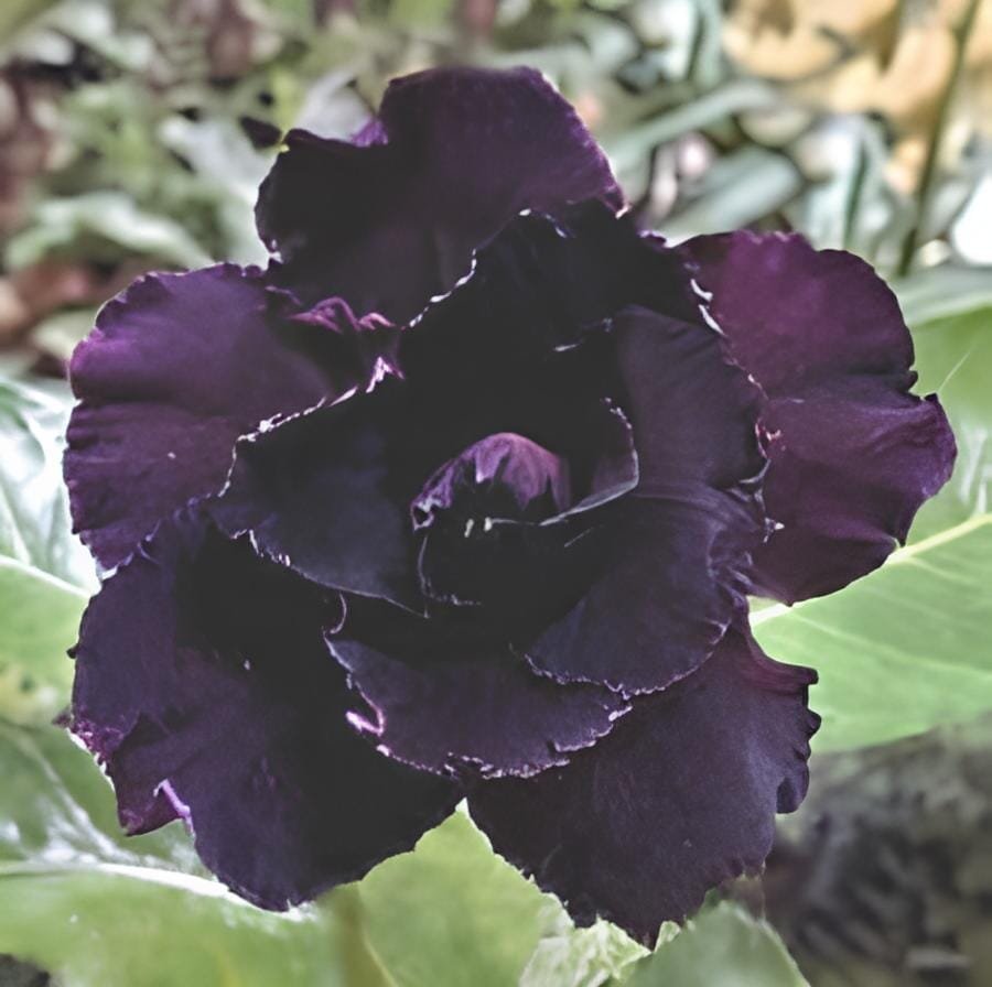 60 Seeds almost Black Adenium