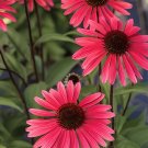 400 Seeds Echinacea 'SOLAR FLARE' Dark Red Big Single Petals