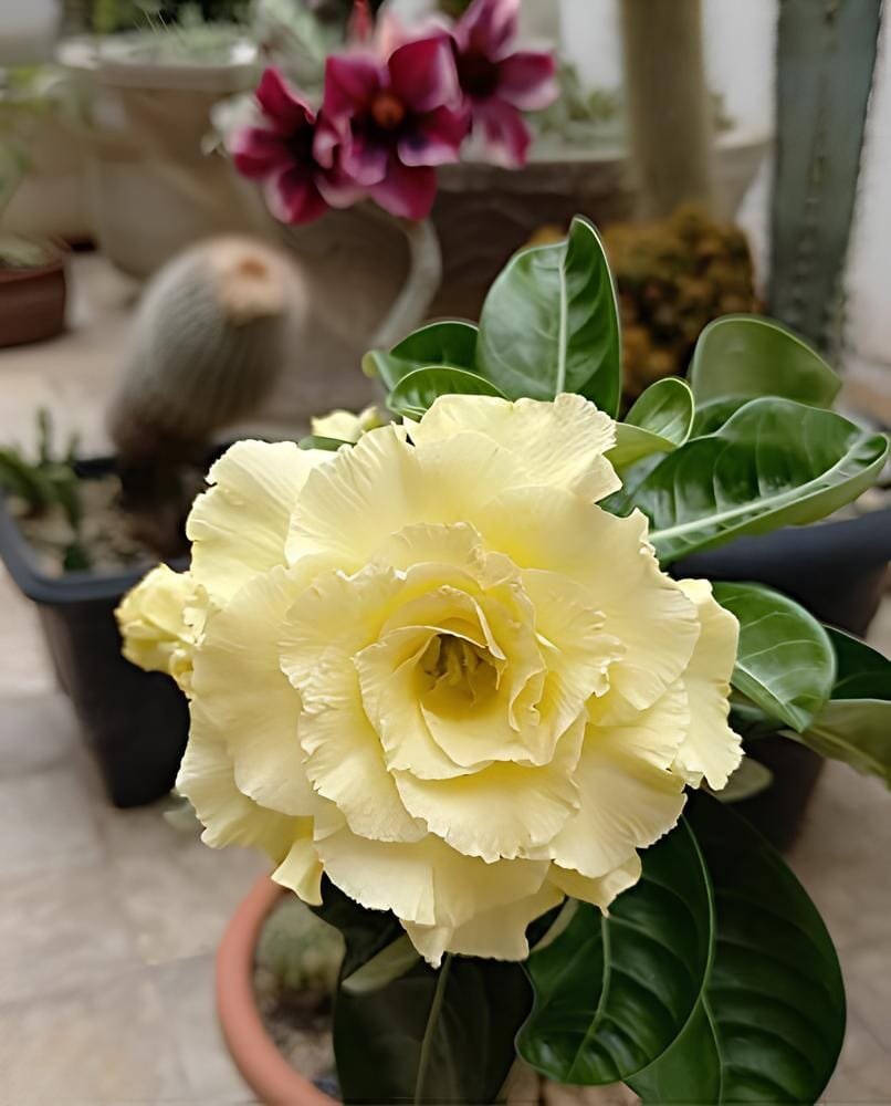 12 Seeds Whitish Yellow Adenium Big Blooms Bonsai Flowers