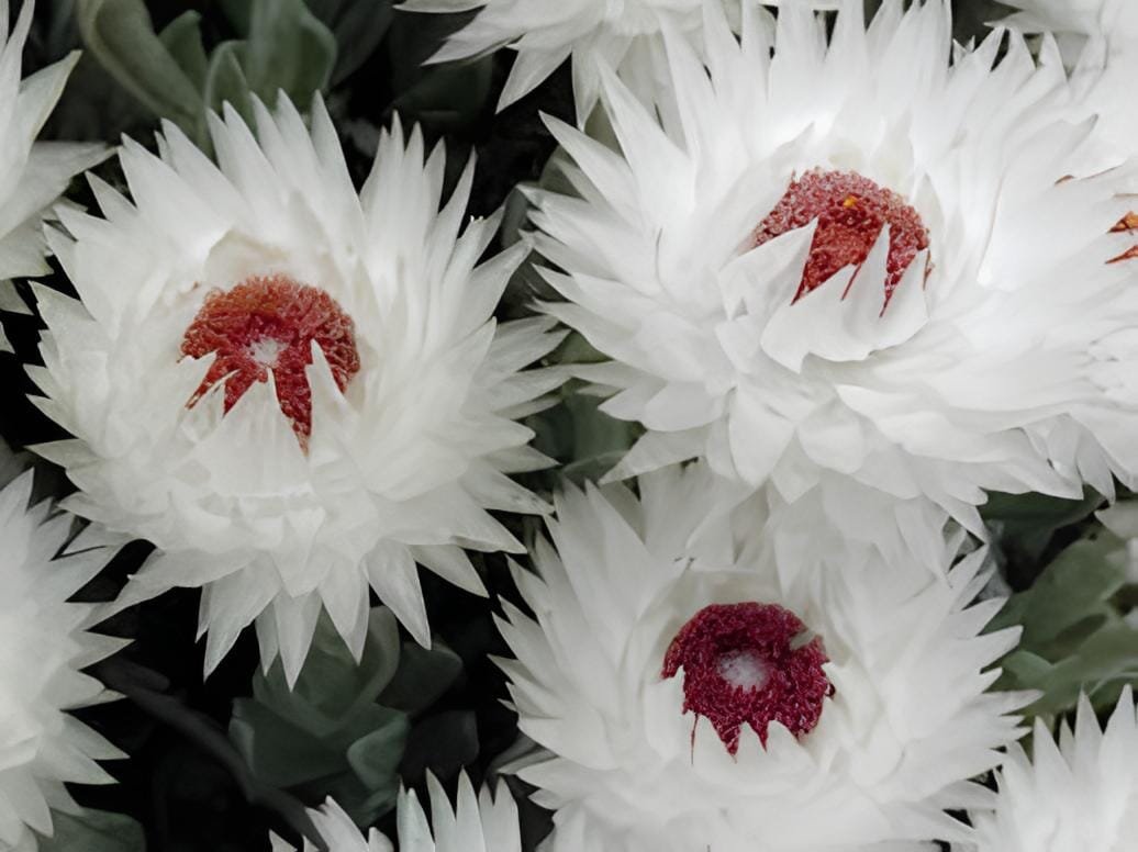 10 Seeds Syncarpha Vestita Cape Slow a Cluster of White Flower with Red White Ey