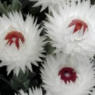 10 Seeds Syncarpha Vestita Cape Slow a Cluster of White Flower with Red White Ey