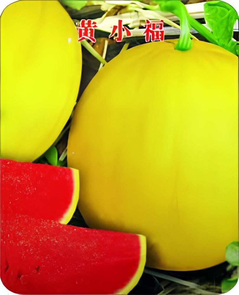 10 Seeds Huangxiao Fu Small Yellow Watermelon