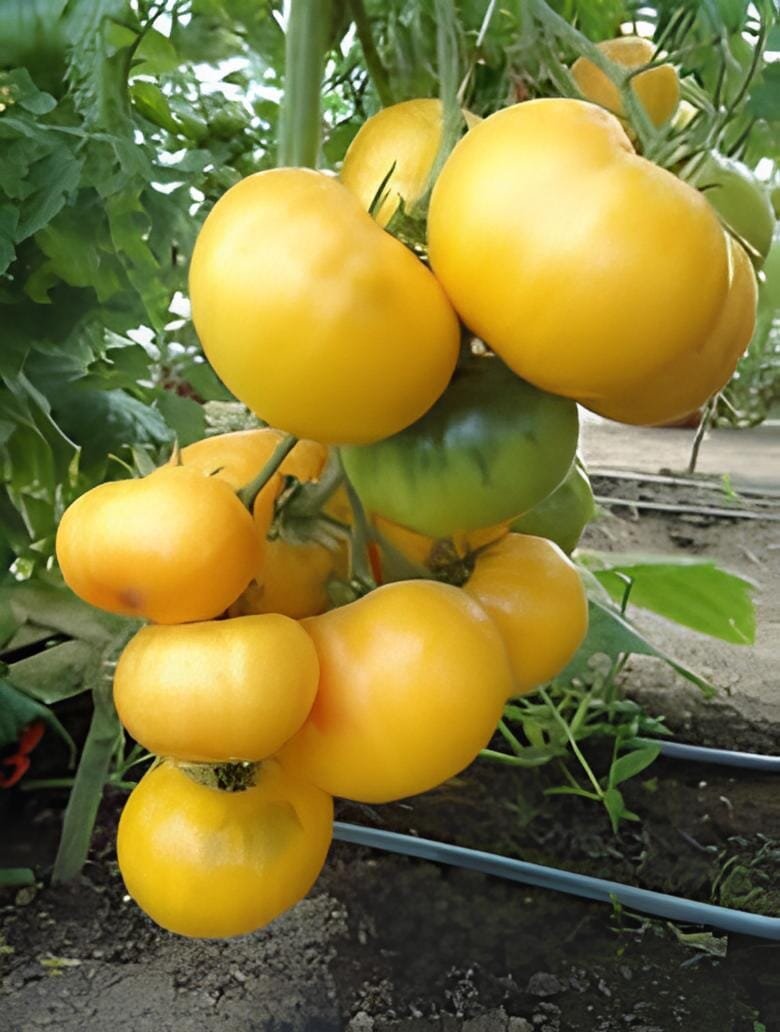 600 Seeds Mixed F1 Hybrid Tomato with Yellow Strip