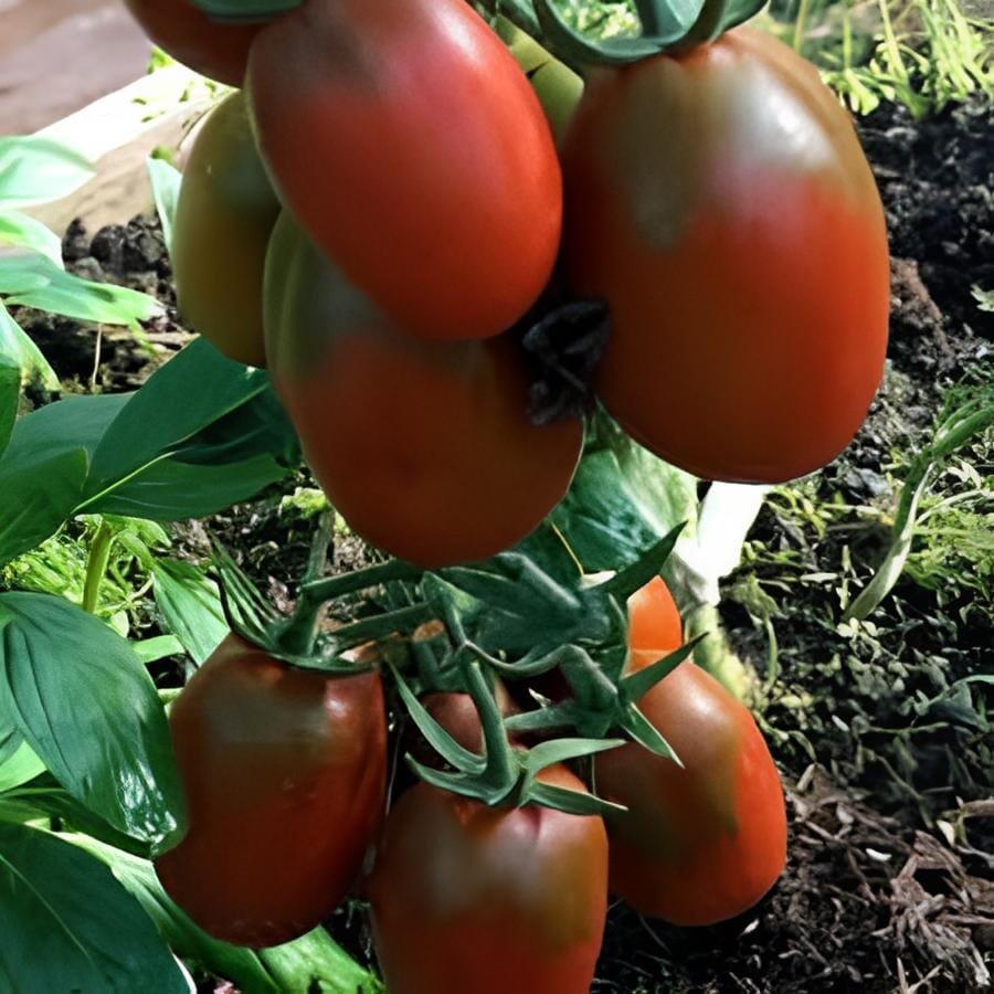 1000 Seeds VERY BLACK Rare Tomato Organic