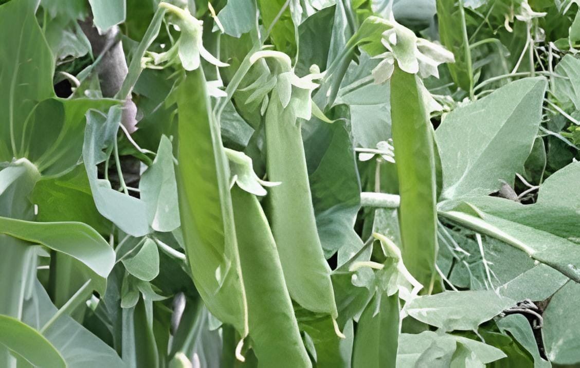 20 Seeds Organic Green Pea