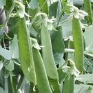 20 Seeds Organic Green Pea