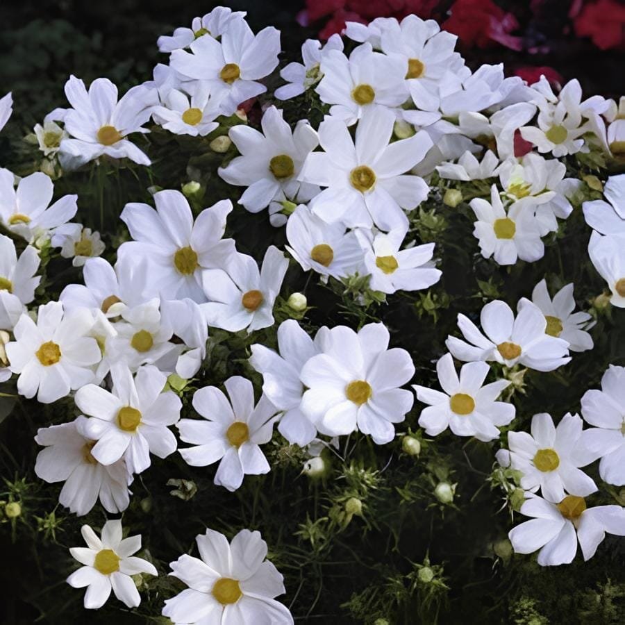 440 Seeds Beautiful White Sun Plant