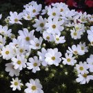 440 Seeds Beautiful White Sun Plant