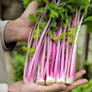 60 Seeds Apium Graveolens Red Stem Celery Vegetable Hybrid