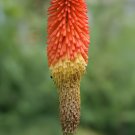 20 Seeds Red Hot Poker Hybrids Kniphofia Uvaria Hybrids