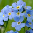 100 Seeds Blue Myosotis Sylvatica Bonsai