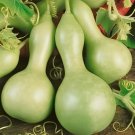 20 Seeds Bright Green Ornamental Bottle Gourd Organic