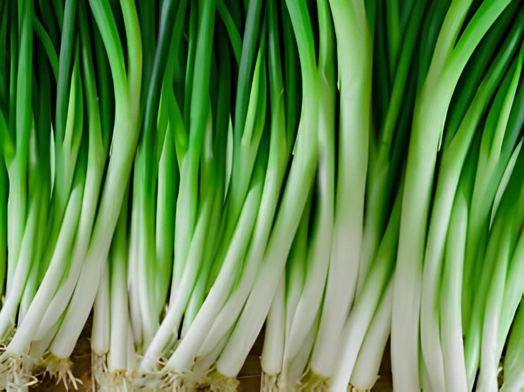 60 Seeds Spring Onion with White root Vegetables