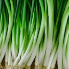 60 Seeds Spring Onion with White root Vegetables