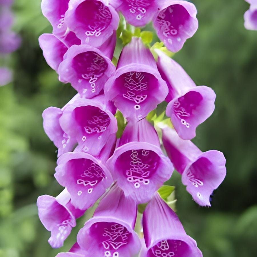 120 Seeds Common Foxgloves Seeds Liberty Bell