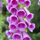 120 Seeds Common Foxgloves Seeds Liberty Bell