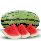 40 Seeds High Yields Legacy Long Red Watermelon