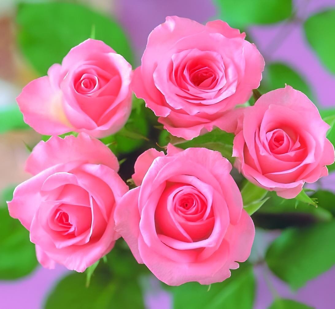 100 Seeds Yunnan Pink Rose Garden Flower Beautiful