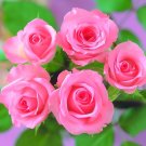 100 Seeds Yunnan Pink Rose Garden Flower Beautiful