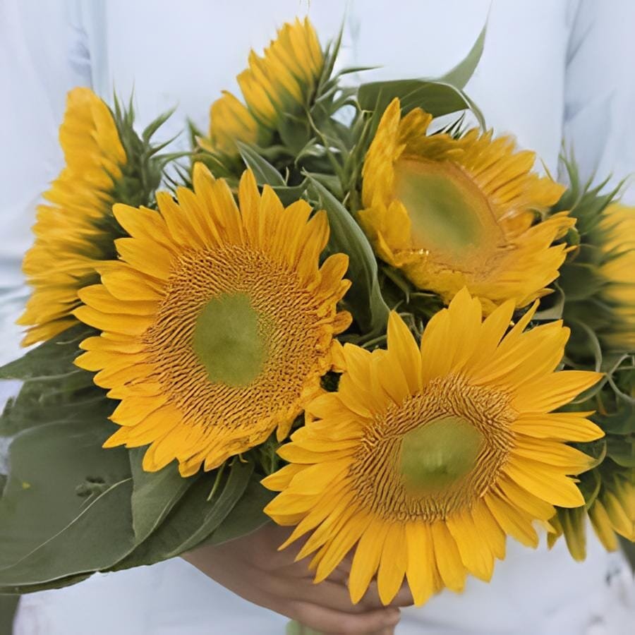 30 Seeds Golden Father-sun Sunflower