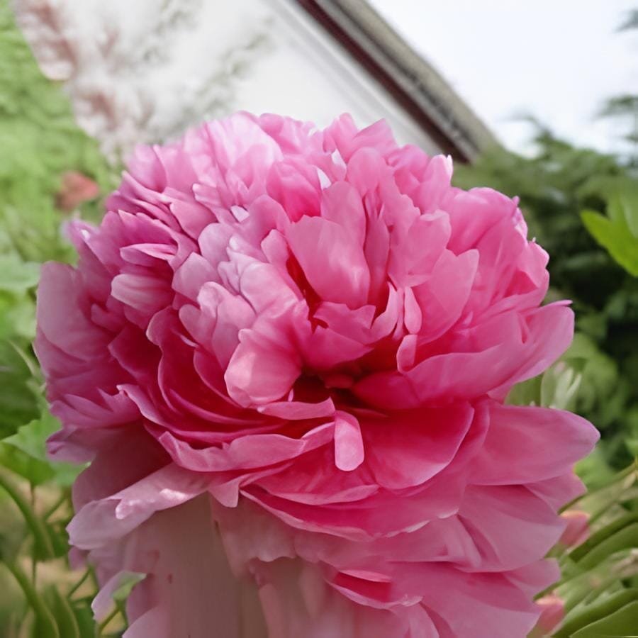 10 Seeds Heirloom 'Shao Nvqun' Pink Multi Petalled Peony Flower