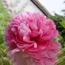 10 Seeds Heirloom 'Shao Nvqun' Pink Multi Petalled Peony Flower
