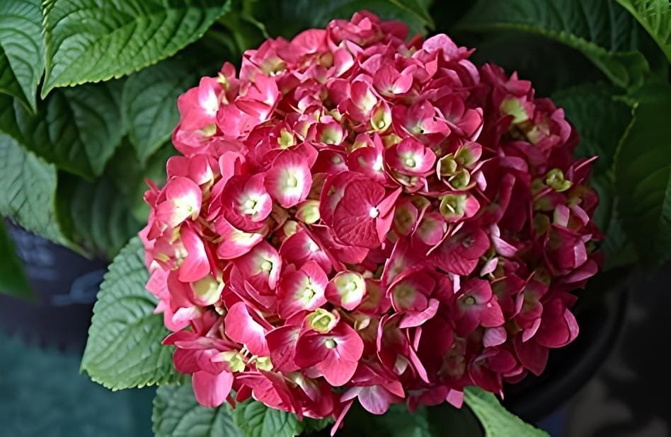 200 Seeds Hydrangea Macrophylla Hybrid Flower Rose Pink Flowers