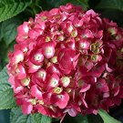 200 Seeds Hydrangea Macrophylla Hybrid Flower Rose Pink Flowers