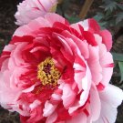 10 Seeds Heirloom Red White Peony Seedling Flower 'Er Qiao'