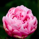 10 Seeds New Heirloom Red Pink Peony Shrub Flower