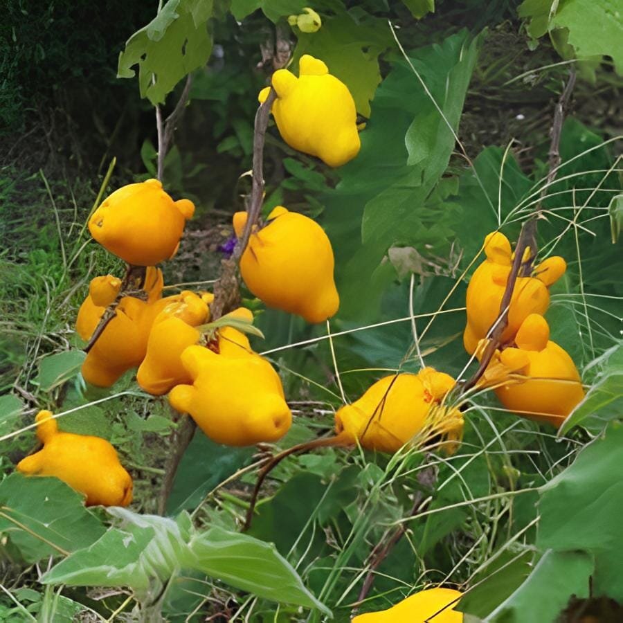 100 Seeds Yellow Solanum Mammosum Cow's Udder Great Tasty Nipplefruit Titty Frui