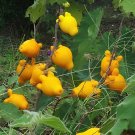 100 Seeds Yellow Solanum Mammosum Cow's Udder Great Tasty Nipplefruit Titty Frui