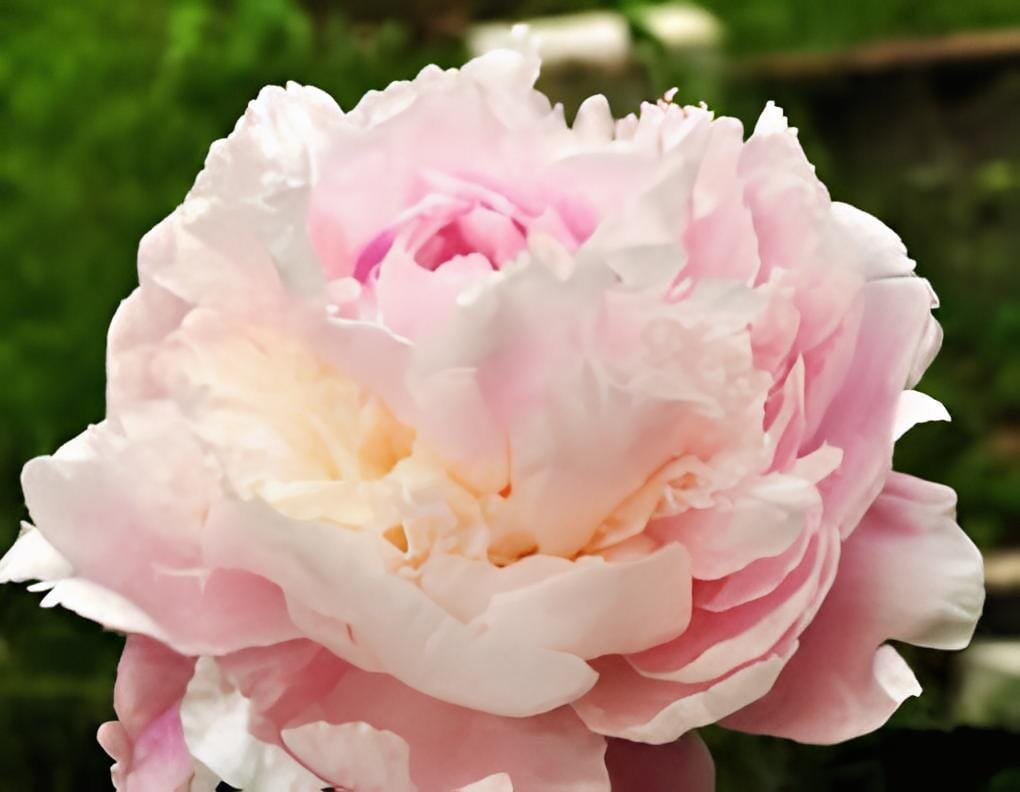 10 Seeds New 'Ou Sikui' Pink Multi-petalled Tree Peony Flower