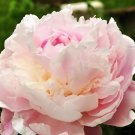 10 Seeds New 'Ou Sikui' Pink Multi-petalled Tree Peony Flower