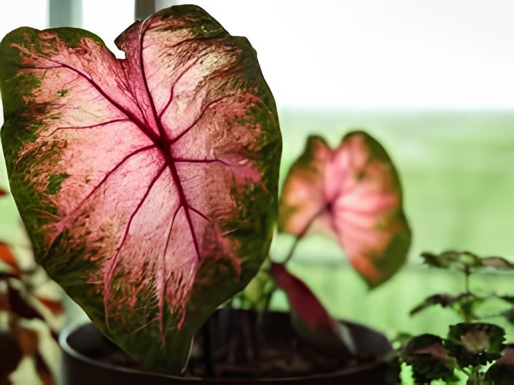 200 Seeds ShadeLoving Caladium Indoor Plant
