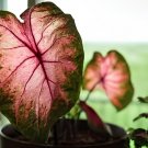 200 Seeds ShadeLoving Caladium Indoor Plant