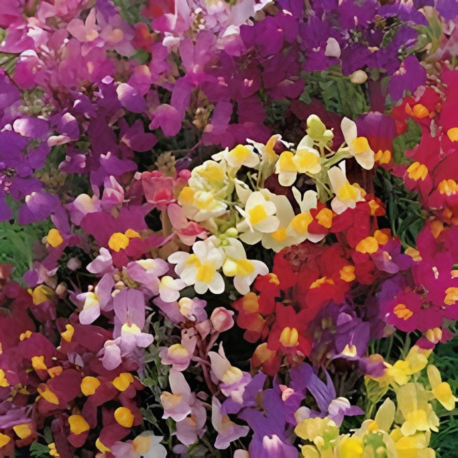 100 seeds Purple Linaire Commune Linaria Vulgaris Common Toadflax Freur Flower