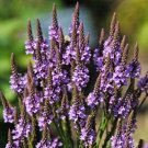 60 Seeds Verbena Hastata Blue Vervain Perennial Flower