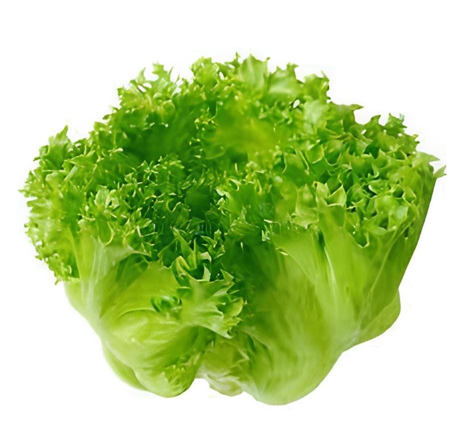 2000 Seeds American Lettuce der Salat Green Organic Vegetables
