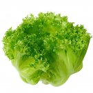 2000 Seeds American Lettuce der Salat Green Organic Vegetables