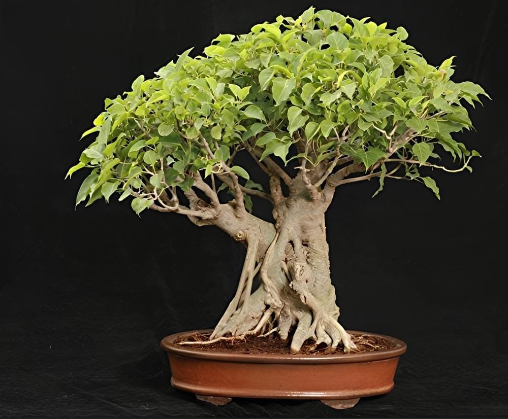20 Seeds Imported Bodhi Tree Religiosa Potted Garden
